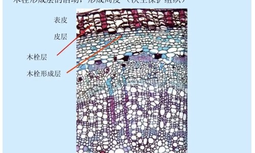 患阴虱用药量是多少-阴虱药有副作用吗,中国滥用药物阴虱网站