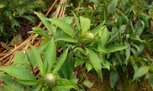 患阴虱用药量是多少-阴虱药有副作用吗,中国滥用药物阴虱网站